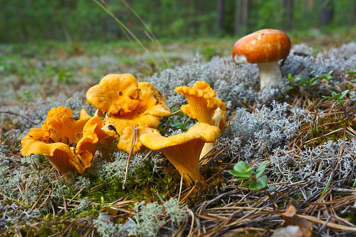 Eatable chanterelle mushrooms in Lithuanian forests. (Cantharellus cibarius)