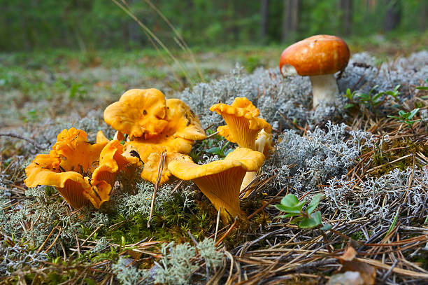 cogumelos chanterelle na floresta - chanterelle edible mushroom gourmet uncultivated - fotografias e filmes do acervo