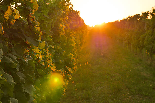 istock Bordeaux Wineyard at Sunset-Grapes 512975446