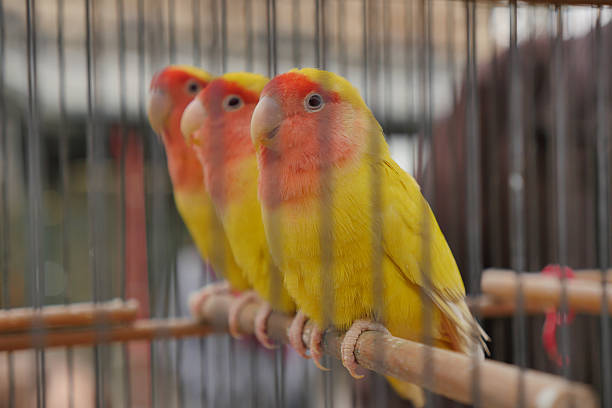 istock Bird market in Paris 512975896