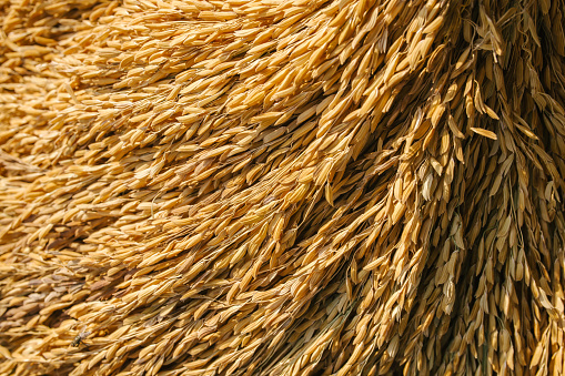 Close up of rice seed or paddy rice on rice plant