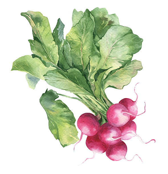 bildbanksillustrationer, clip art samt tecknat material och ikoner med watercolor fresh ripe radish - radishes