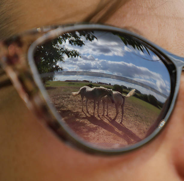 istock Reflections of two horses in the glasses 512976650
