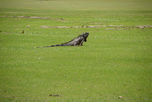 Iguana reptile in golf course