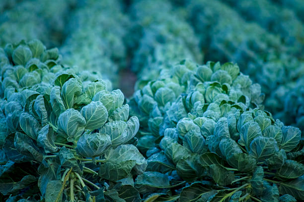 Early Morning Brussels Sprouts Field In September. Close up of rows of sprouts growing in the field. Just before harvest time.