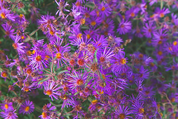 istock Purple Stem Asters Growing In The Wild 512978078