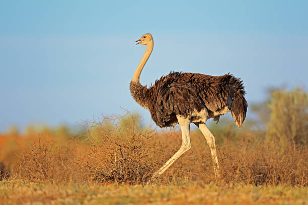 Female ostrich Female Ostrich (Struthio camelus), Kalahari desert, South Africa ostrich stock pictures, royalty-free photos & images
