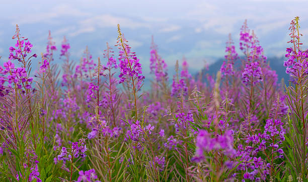 istock flowers at the mountains 512978818