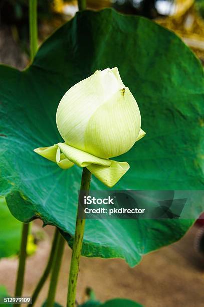 Lotus Pond Stock Photo - Download Image Now - Awe, Beauty, Beauty In Nature