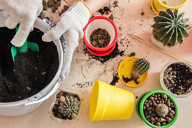 istock cactus in a pot on top of the form 512979264
