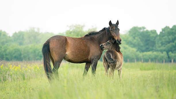 istock Moment between mother and offspring 512979493