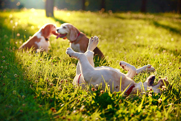 istock Cute Beagles playing in the park 512980071