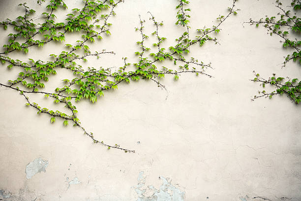 Wall With Green Leaves stock photo