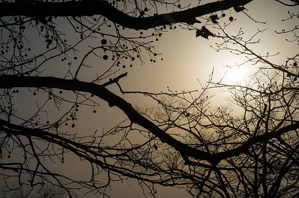 Sunset in the foggy day at Ohori keon, Fukuoka, Japan