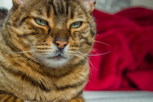 istock Staring orange striped cat with green eyes 512981256
