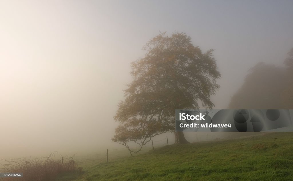 ...lonely in dense fog... ...lonely tree in dense fog on top of Hill of Slane, co. Meath, Ireland... Abbey - Monastery Stock Photo
