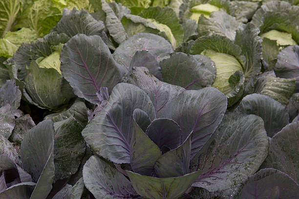 istock Organic Freshly harvested cabbage in farm 512981506