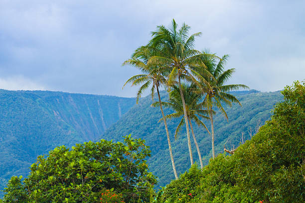 palmiers arbres - hawaii islands maui big island tropical climate photos et images de collection