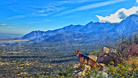 Hiking in the Organ Mountains, New Mexico with canine. Overlooking valley below. High Dynamic Range photo.