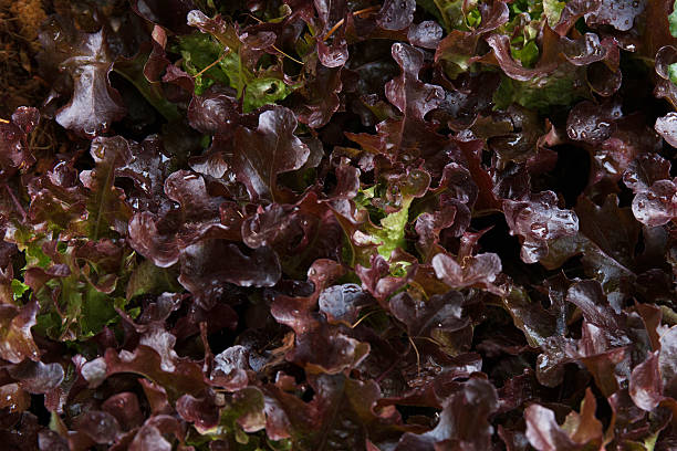 istock Organic Fresh green lettuce in farm 512981632