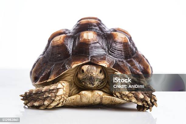 Turtle Stock Photo - Download Image Now - Turtle, Front View, Tortoise