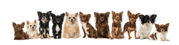 istock Group of chihuahuas 512983293