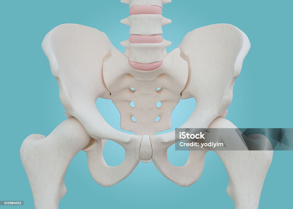 Hip Skeleton on blue background. Hip Skeleton on blue background with clipping path. Pelvis Stock Photo