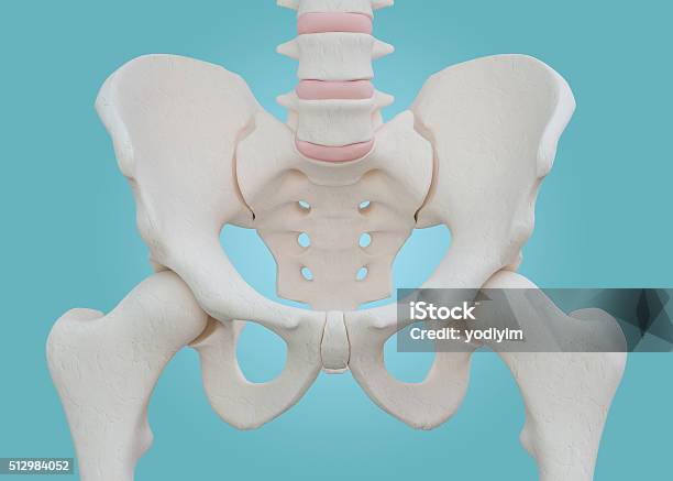 Hip Skeleton On Blue Background Stock Photo - Download Image Now - Pelvis, Hip - Body Part, Human Groin