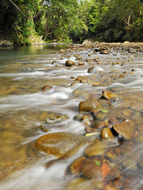 istock Small rapids in a tropical froest 512984379