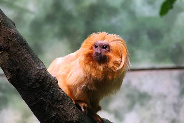 istock Golden Lion Tamarin 512984389