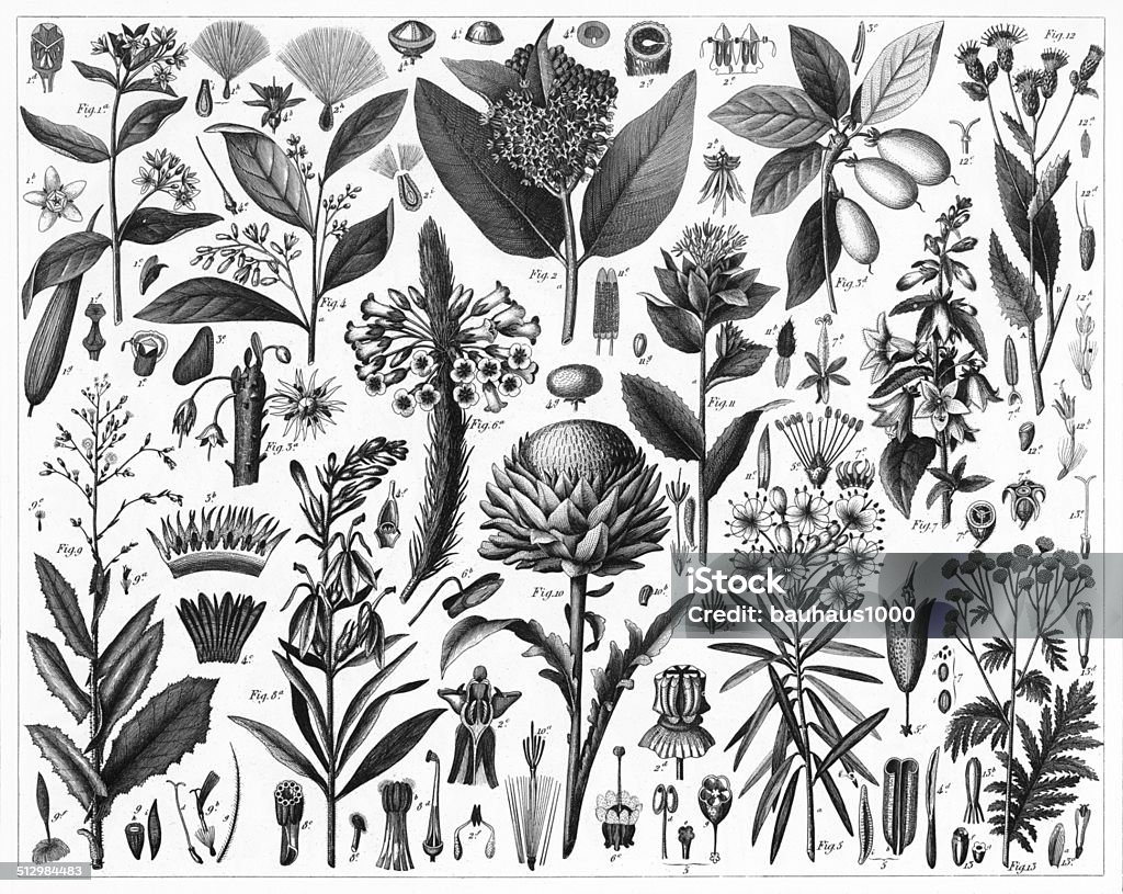 Sap and Resinous Plants Engraved illustrations of Plants with a Resinous or Milky Sap from Iconographic Encyclopedia of Science, Literature and Art, Published in 1851. Copyright has expired on this artwork. Digitally restored. Engraved Image stock illustration