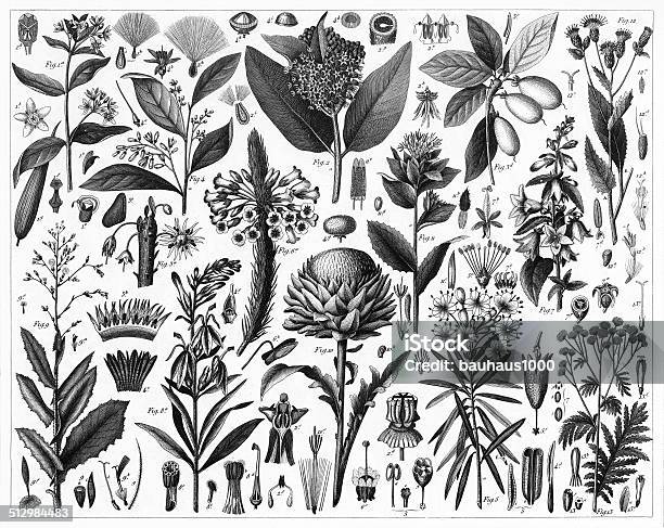 Sap And Resinous Plants Stock Illustration - Download Image Now - Engraved Image, Engraving, Drypoint