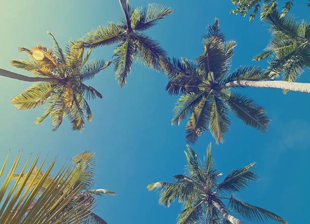 istock Tropic palm trees, toned photo 512984872