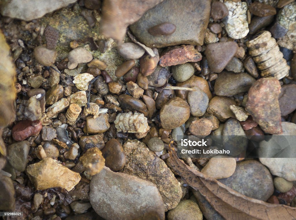 Streambed mit Fossilien - Lizenzfrei Ausgestorbene Tierart Stock-Foto