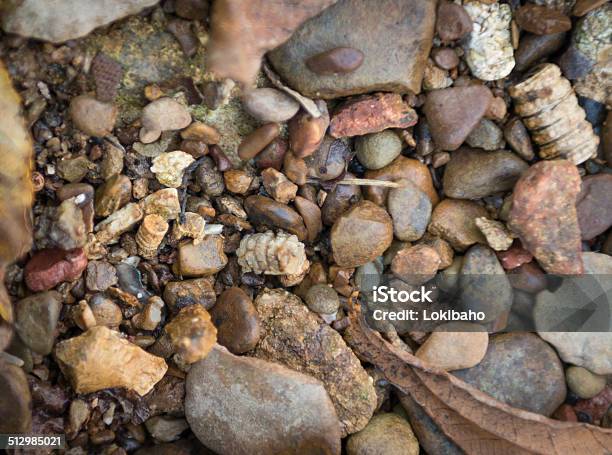 Streambed Mit Fossilien Stockfoto und mehr Bilder von Ausgestorbene Tierart - Ausgestorbene Tierart, Bryozoa, Devon - Paläozoikum