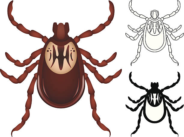 tick - 蜱 動物 幅插畫檔、美工圖案、卡通及圖標