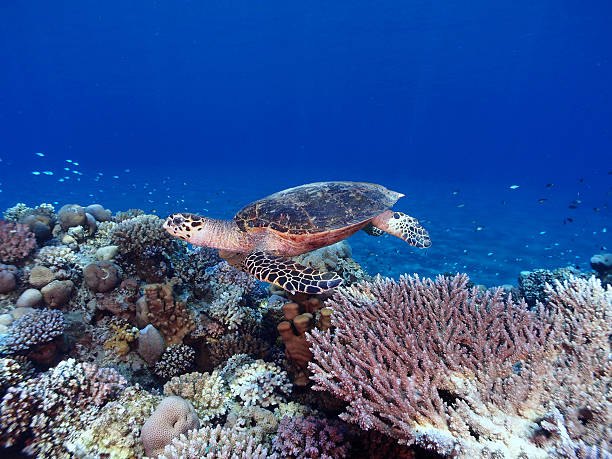 istock Hawksbill turtle in the Red Sea 512985719