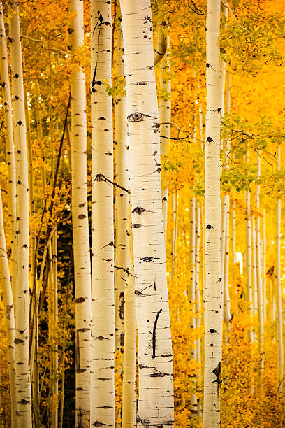 árvores de floresta de outono outono dourado aspen - growth tree spirituality tranquil scene imagens e fotografias de stock