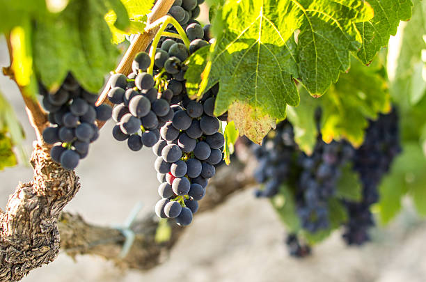 black grape focused at sun bokeh black grapes shiraz stock pictures, royalty-free photos & images