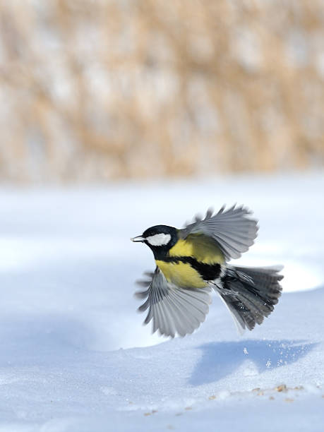 istock Flying Great Tit with a seed above the snowdrift 512987640