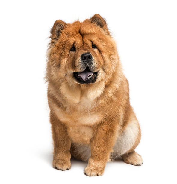 chow chow (2 ans) - chow photos et images de collection