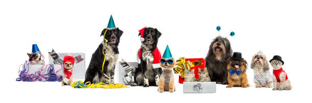 istock Dogs and a cat partying 512988019