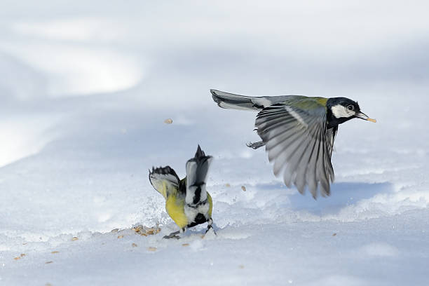 istock Flying Great Tit with a seed above the snowdrift 512988032