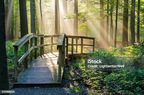 Morning Light Rays Stock Photo - Download Image Now - Backgrounds, Beauty In Nature, Fog