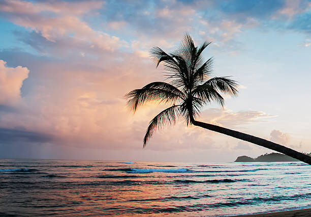 istock Silhouette of tropic palm 512988320