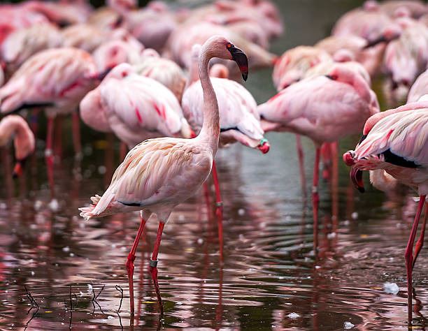 istock Flock of pink flamingos 512988563