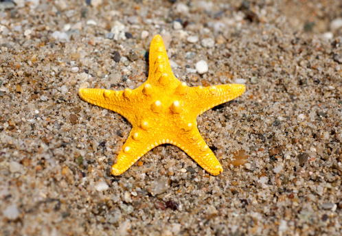 Big yellow starfish on a beach