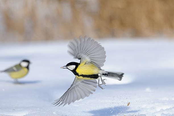 istock Flying Great Tit with a seed above the snowdrift 512988796
