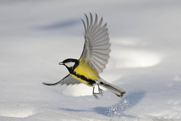 istock Flying Great Tit with a seed above the snowdrift 512989116