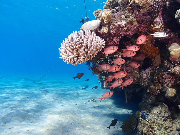 istock Coral reef in clear blue water 512989265